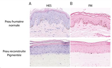 Comparaison visuelle d'une brush normale et d'une brush utilisant un pinceau double.