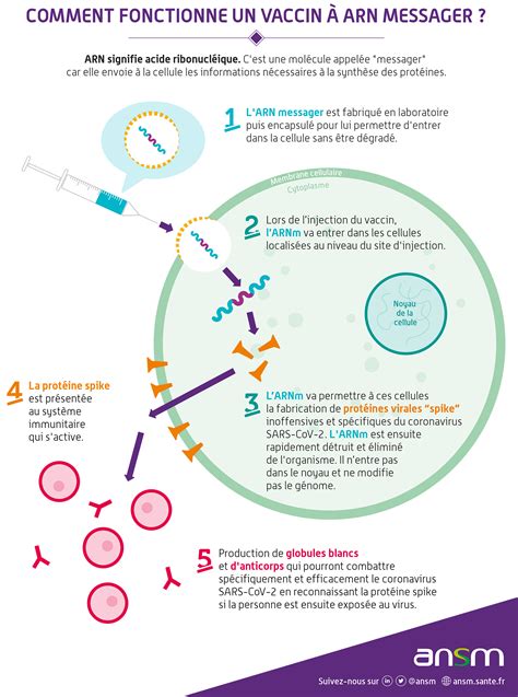 Schéma explicatif du fonctionnement d'un vaccin à ARN messager