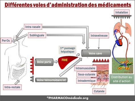 Représentation schématique des différentes voies d'administration d'un vaccin et leur impact sur l'absorption de l'ARNm.