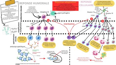 Schéma illustrant le fonctionnement du système de surveillance assistée par ordinateur Vision-IQ pour la détection des noyades.