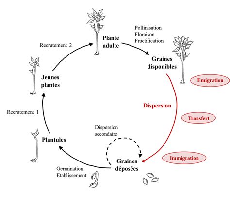 Schéma du cycle de vie du PLA, de la plante à l'objet imprimé et au compostage