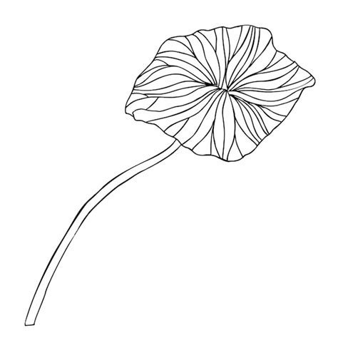 Illustration stylisée d'une feuille de nénuphar dans l'eau
