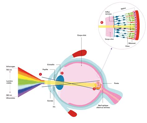 Illustration comparant la vectorisation par luminosité et par détection de couleurs.