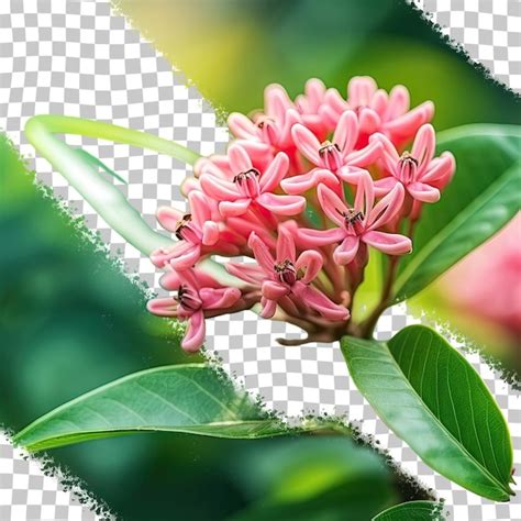 Photo macro d'une fleur avec un arrière-plan extrêmement flou, illustrant l'effet d'un fort rapport de grandissement.