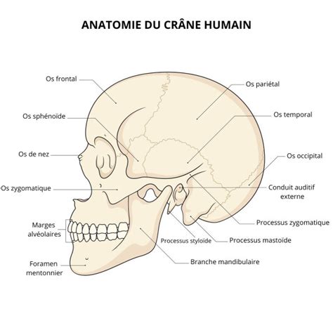 Schéma d'un crâne humain avec les différentes parties identifiées