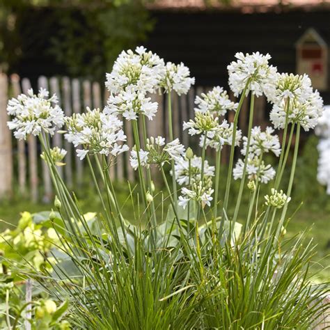 Illustration d'une agapanthe blanche en pleine floraison dans un jardin