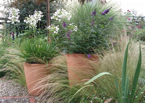Composition de pots d'agapanthes sur une terrasse ensoleillée