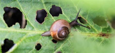 Gros plan sur une feuille d'agapanthe perforée par des limaces