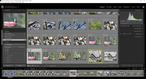 Interface de Lightroom Classic montrant la gestion des collections synchronisées et les icônes d'état de synchronisation.