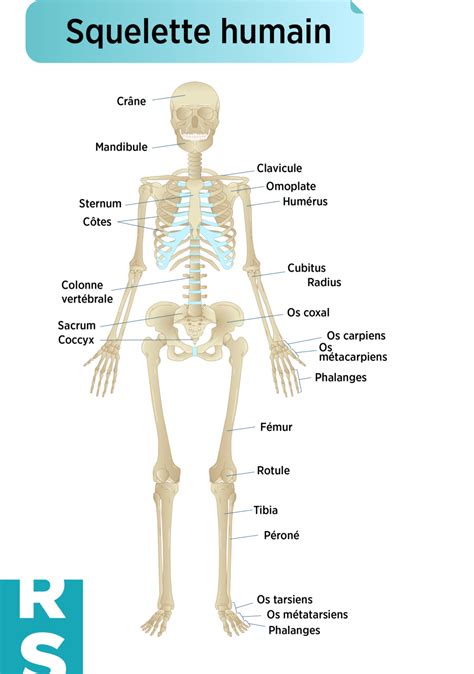 Illustration conceptuelle du Skeleton v2.0 avec des os supplémentaires pour les cheveux et les accessoires.
