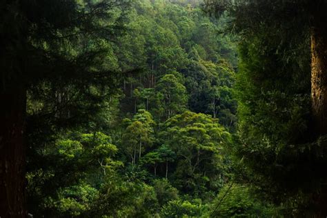 Exemple de scène 3D réaliste créée avec Forest Pack, montrant une forêt dense et détaillée.
