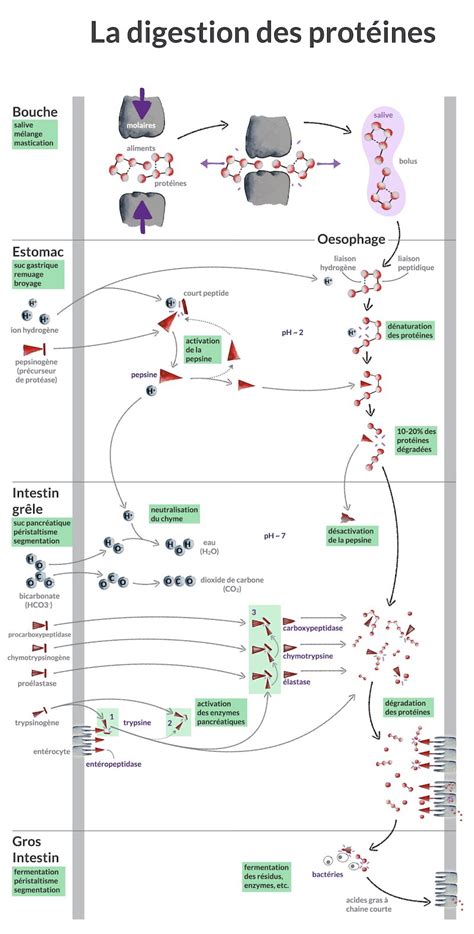 Schéma illustrant le processus de synthèse granulaire