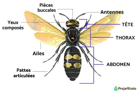 Tableau de références pour la créature insectoïde, mélangeant insectes et anatomie humaine.