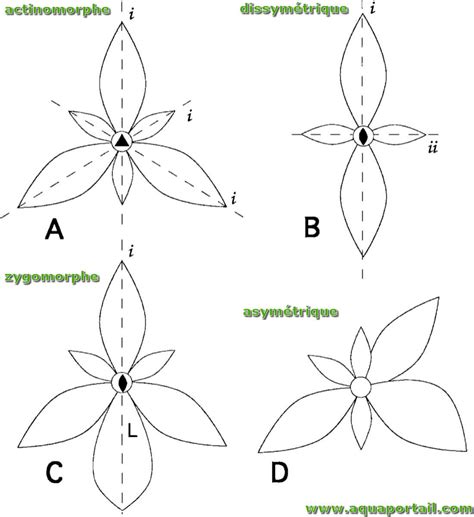 Illustration montrant l'application de la symétrie radiale pour créer un motif répétitif.