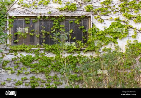 Exemple de mur couvert de lierre généré par Ivy Grower