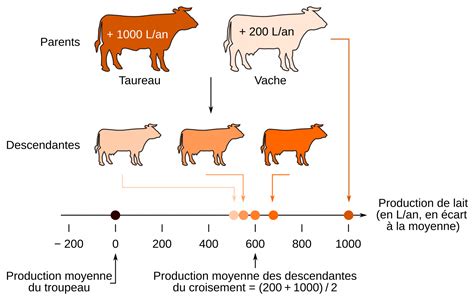 Schéma illustrant le problème de la modification simultanée des coordonnées Y de plusieurs sommets dans 3ds Max, montrant le positionnement initial et le positionnement résultant après application d'une valeur unique.