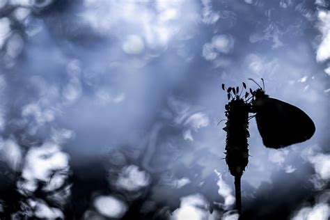 Illustration montrant l'effet de la surimpression du noir