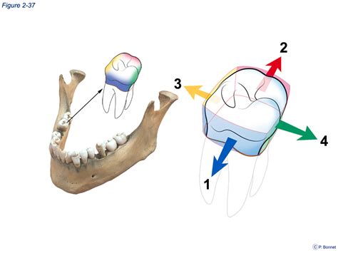 Comparaison visuelle des deux faces d'une feuille de flex : côté mat (collant) et côté brillant (film de protection).
