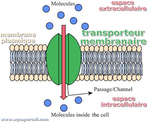 Représentation schématique de l'électroporation et de la refermeture des pores membranaires dans des vésicules lipidiques