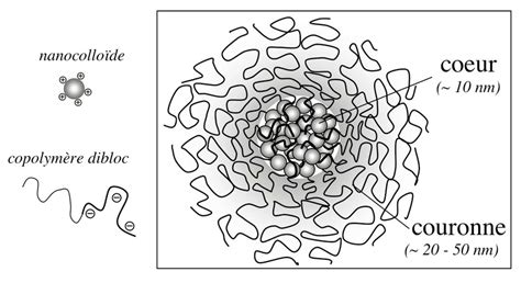 Représentation schématique de micelles formées par des copolymères diblocs amphiphiles