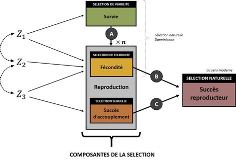 Schéma illustrant la sélection et le groupement de plusieurs objets dans InDesign.