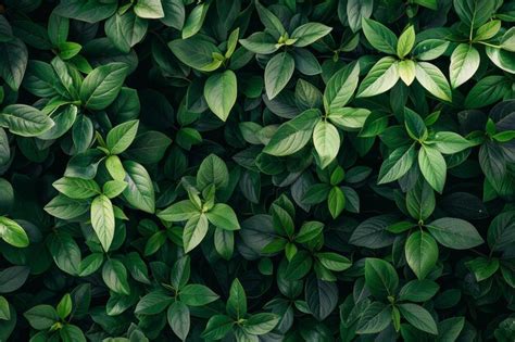 Exemple de texture de végétation avec transparence pour un rendu Billboard