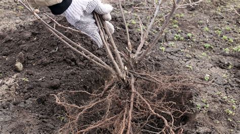 Illustration d'une méthode de plantation avec forçage des racines dans un sol préparé.
