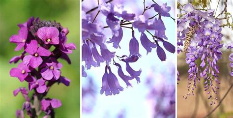 Exemple de sélection de fleurs violettes à l'aide du masque de gamme de couleur