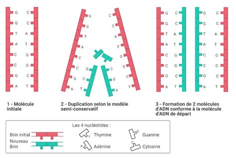 Schéma des étapes initiales d'ouverture et de duplication d'une image dans PhotoFiltre