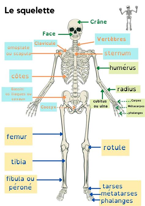 Schéma de squelette humain avec indication des différences entre homme et femme.