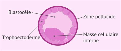 Schéma représentant les structures de l'embryon : zone pellucide, trophectoderme et masse cellulaire interne
