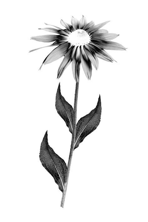 Image finale de la fleur modifiée avec une tige arrondie