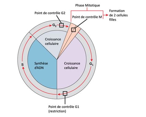 Schéma montrant les points de contrôle d'un dégradé radial : A. Point de contrôle du ton clair, B. Point de départ, C. Point d'impact