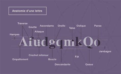 Schéma illustrant l'anatomie d'une lettre