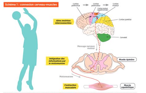 Schéma montrant le chemin d'installation du plugin dans le répertoire de PhotoFiltre