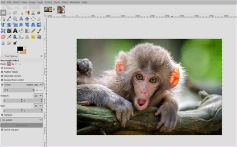 Outil Sélection utilisé pour recadrer une image dans GIMP.