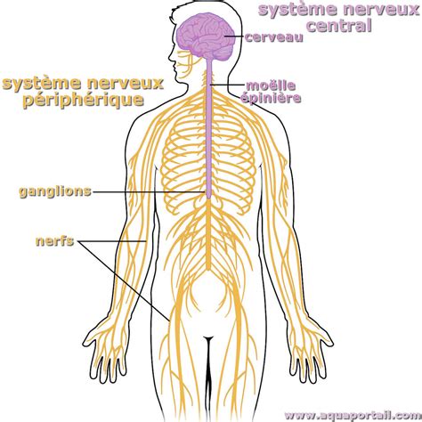 Représentation schématique du cerveau et du système nerveux périphérique