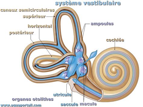 Schéma de l'oreille interne montrant le système vestibulaire