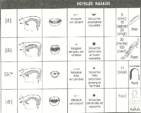 Schéma illustrant la phonétique de l'anglais et la position de la langue
