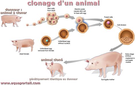 Exemple d'animation complexe générée avec des objets Cloner et des Effets MoGraph