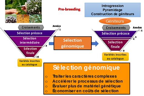 Schéma comparant la précision de l'outil Plume et de la Sélection Rapide pour le détourage d'objets complexes.