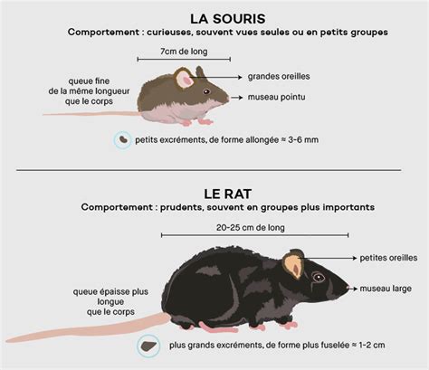Illustration d'une souris domestique utilisée comme modèle pour un rat.