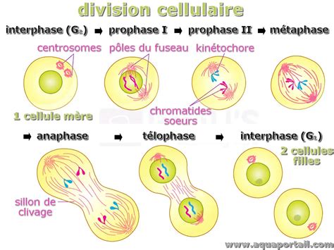 Illustration montrant la fusion de deux cellules en une seule dans un tableau InDesign.