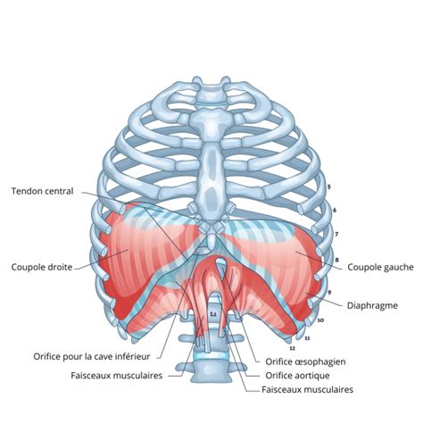Illustration de l'effet du nombre de lamelles du diaphragme sur la forme du bokeh
