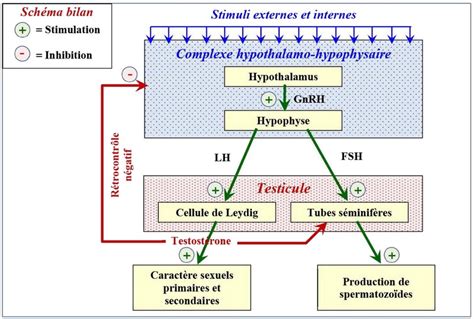 Schéma expliquant la relation source-cible d'un hyperlien