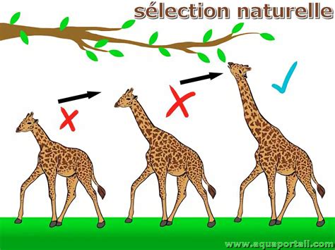 Sélection de plusieurs images pour l'attribution de mots-clés