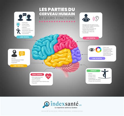 Infographie montrant les différentes zones du cerveau et leurs fonctions principales (mémoire, calcul, etc.)