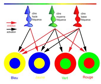 Graphique comparant la perception des couleurs avec Gamma 1 et Gamma 2.2