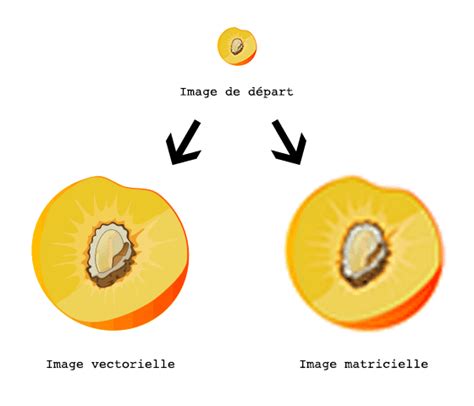 Schéma comparant les formats d'images vectorielles et matricielles
