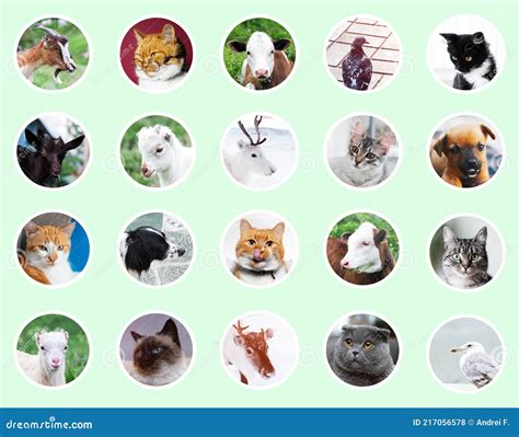 Collage de différents styles de montages photo d'animaux : WPAP, thème royal, thème sportif.